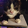 Dennis The Menace is registered to the contest to win money with this photo: animal, black_and_white, cat, close_up, colorful, domestic, expression, face, feline, game, indoor, light, notebook, paws, pet, resting, screen, table, tablet, whiskers