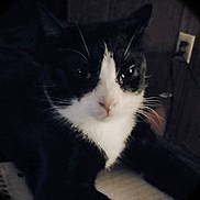 Dennis The Menace joined the competition — help win amazing prizes! animal, black_and_white, calm, cat, dark, eyes, face, feline, fur, indoor, low_light, nose, outlet, pet, quiet, resting, vignette, wall, whiskers, wood_paneling