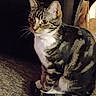 cat, tabby_cat, yellow_eyes, sitting, carpet, indoor, pet, feline, animal, fur, whiskers, ears, tail, domestic_animal, quiet, calm, brown, white, striped, household