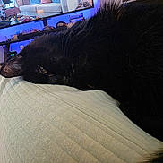 Brian joined the competition — help win amazing prizes! animal, black_cat, blanket, cat, close_up, couch, cozy, eye, fur, furniture, home, household_items, indoor, living_room, pet, relaxing, resting, sleepy, soft_light, television