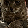 Tigger a rejoint le concours — aidez-le/la à gagner de superbes lots ! animal, blanket, blurred_background, cat, close_up, cozy, crossed_paws, cute, domestic_animal, feline, fur, human, indoor, paws, pet, polka_dots, portrait, resting, tabby, whiskers