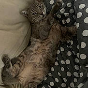 Tigger a rejoint le concours — aidez-le/la à gagner de superbes lots ! animal, blanket, cat, couch, cozy, cute, feline, fur, gray_tabby, home, indoor, lying_down, paw, pet, polka_dot, relaxed, resting, sleepy, tabby, whiskers