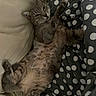 animal, blanket, cat, couch, cozy, cute, feline, fur, gray_tabby, home, indoor, lying_down, paw, pet, polka_dot, relaxed, resting, sleepy, tabby, whiskers