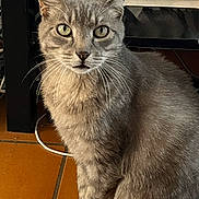 Tigger a rejoint le concours — aidez-le/la à gagner de superbes lots ! cat, gray_cat, green_eyes, indoor, floor, tile_floor, pet, animal, whiskers, feline, curious, sitting, looking, ears_up, fur, domestic_cat, close_up, household, background_objects, cables