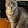 Tigger