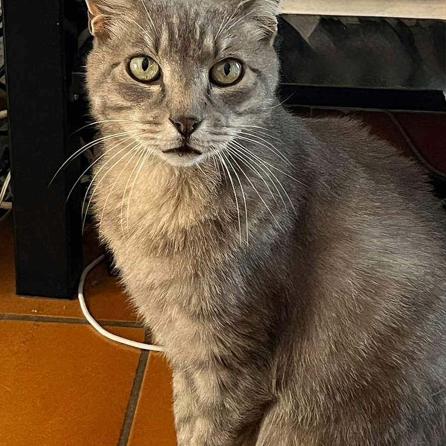 Tigger a rejoint le concours — aidez-le/la à gagner de superbes lots ! cat, gray_cat, green_eyes, indoor, floor, tile_floor, pet, animal, whiskers, feline, curious, sitting, looking, ears_up, fur, domestic_cat, close_up, household, background_objects, cables