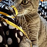 Tigger a rejoint le concours — aidez-le/la à gagner de superbes lots ! animal, cat, close_up, cozy, curious, cute, domestic_cat, feline, gray_tabby, indoor, paws, pet, playful, polka_dot_blanket, relaxed, ribbon, soft_fur, striped, whiskers, yellow