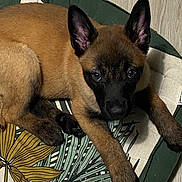 Aïko a rejoint le concours — aidez-le/la à gagner de superbes lots ! dog, puppy, pet, animal, face, ears, eyes, paw, nose, fur, black_mask, brown_fur, bed, cushion, textile_pattern, wood_floor, indoor, portrait, resting, looking_at_camera