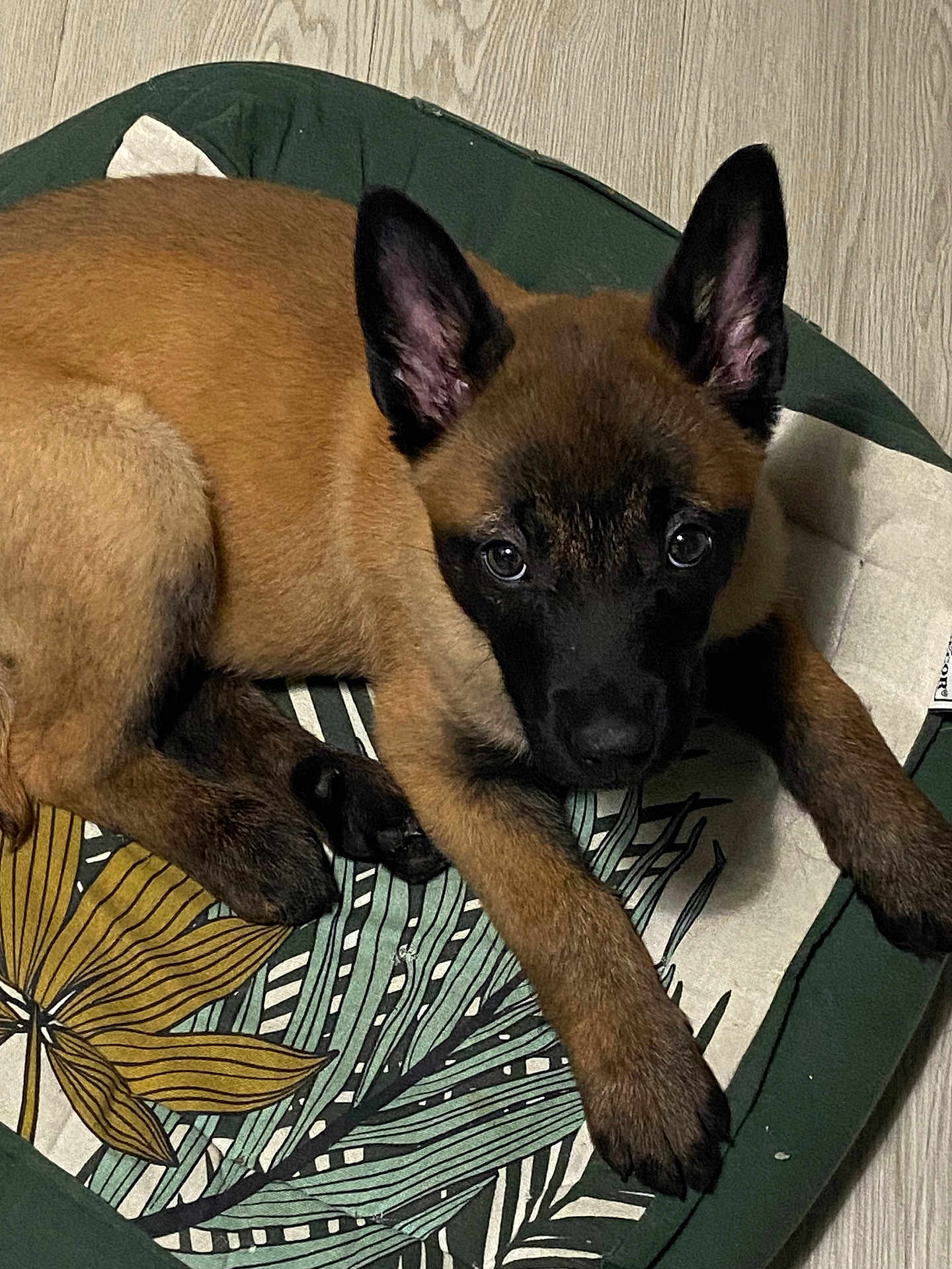 Aïko a rejoint le concours — aidez-le/la à gagner de superbes lots ! dog, puppy, pet, animal, face, ears, eyes, paw, nose, fur, black_mask, brown_fur, bed, cushion, textile_pattern, wood_floor, indoor, portrait, resting, looking_at_camera