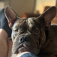 Ruger joined the competition — help win amazing prizes! animal, brindle, brown, canine, close_up, companion, cozy, dog, ears, expression, face, furry, human, indoor, leg, pet, portrait, relaxed, resting, soft_focus
