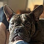 animal, brindle, brown, canine, close_up, companion, cozy, dog, ears, expression, face, furry, human, indoor, leg, pet, portrait, relaxed, resting, soft_focus