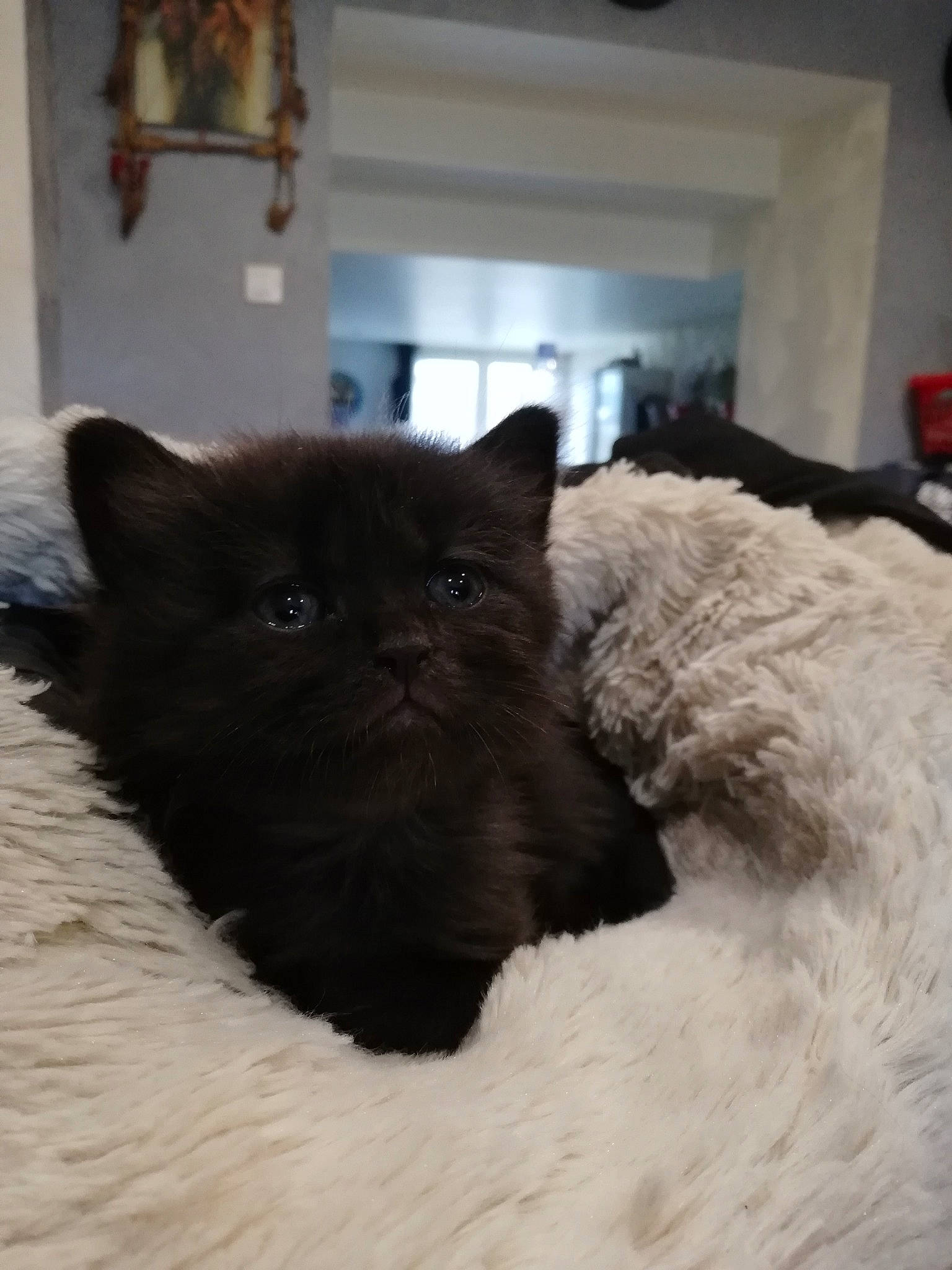 Eden participe au concours pour gagner de l'argent avec cette photo : bed, black_cat, canidae, carnivore, cat, cat_supply, chair, claw, comfort, companion_dog, dog_breed, domestic_short_haired_cat, fawn, felidae, fur, small_to_medium_sized_cats, snout, tail, terrestrial_animal, whiskers