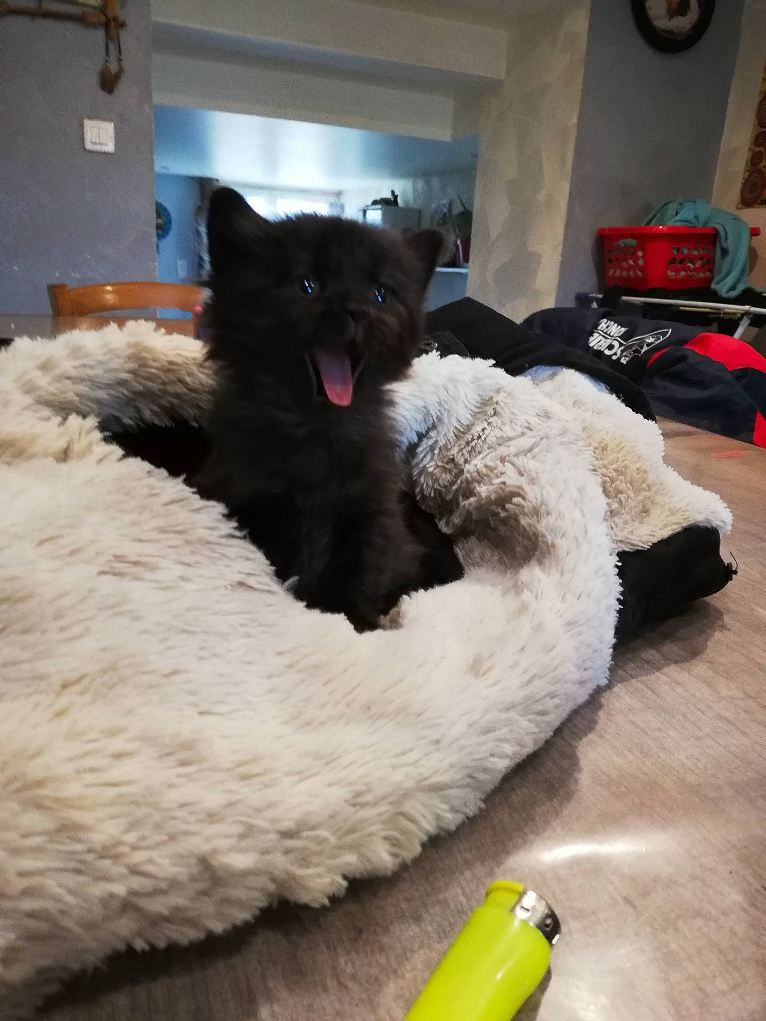 Eden a rejoint le concours — aidez-le/la à gagner de superbes lots ! banana, carnivore, clock, comfort, companion_dog, dog, dog_breed, felidae, flooring, fur, non_sporting_group, pet_supply, picture_frame, room, small_to_medium_sized_cats, snout, tail, water_dog, whiskers, working_animal