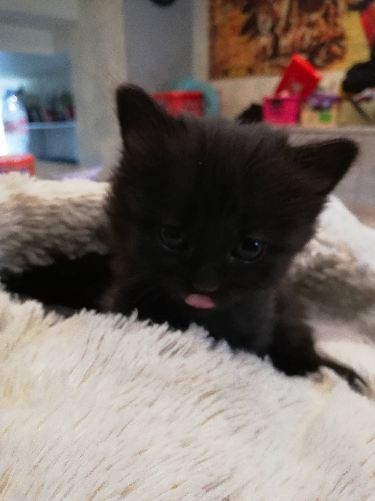 Eden participe au concours pour gagner de l'argent avec cette photo : black_cat, bombay, carnivore, cat, cat_supply, claw, comfort, domestic_short_haired_cat, felidae, fur, grey, paw, small_to_medium_sized_cats, snout, tail, terrestrial_animal, whiskers