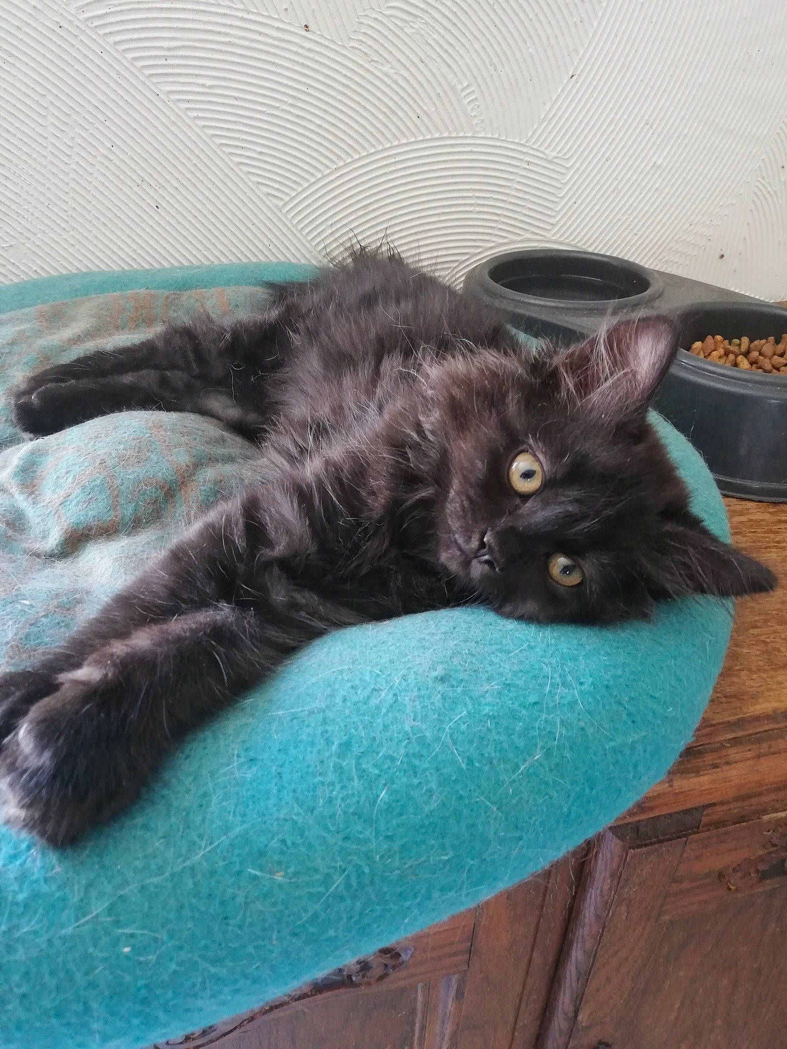 Eden a rejoint le concours — aidez-le/la à gagner de superbes lots ! black_cat, bombay, carnivore, cat, claw, comfort, domestic_short_haired_cat, electric_blue, felidae, fur, grey, hardwood, plant, small_to_medium_sized_cats, tail, terrestrial_animal, whiskers, wood