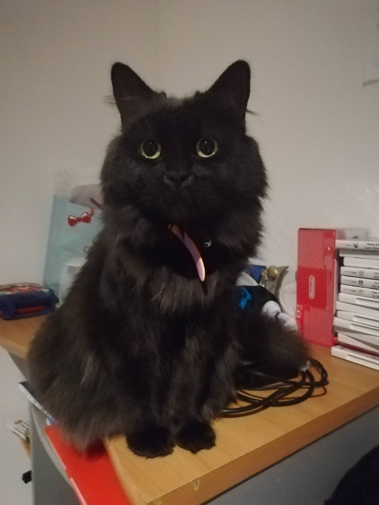 Eden a rejoint le concours — aidez-le/la à gagner de superbes lots ! black_cat, bombay, box, carnivore, cat, claw, desk, domestic_short_haired_cat, felidae, fur, small_to_medium_sized_cats, snout, table, tail, whiskers