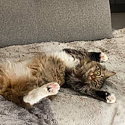 Nala participe au concours pour gagner de l'argent avec cette photo : cat, fluffy, relaxed, green_eyes, paws, blanket, couch, indoor, cozy, furniture, pet, fur, tabby, stretching, cute, home, resting, animal, whiskers, nap