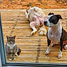 cat, dog, outdoor, wooden_deck, glass_door, pet, animal, curious, sitting, lying_down, fur, ears, paws, tail, black_and_white_dog, gray_cat, sunlight, texture, nature, relaxation