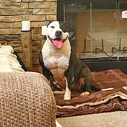 Opal joined the competition — help win amazing prizes! dog, pet, indoor, blanket, stone_wall, fireplace, tongue_out, happy, sitting, brown, white, black, cozy, carpet, home, candles, relaxed, fur, animal, companion