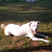 Baby Girl is registered to the contest to win money with this photo: dog, white_dog, brown_spots, grass, water, outdoor, sunlight, pet, animal, canine, tongue_out, relaxed, nature, summer, leash, collar, playful, happy, daytime, park