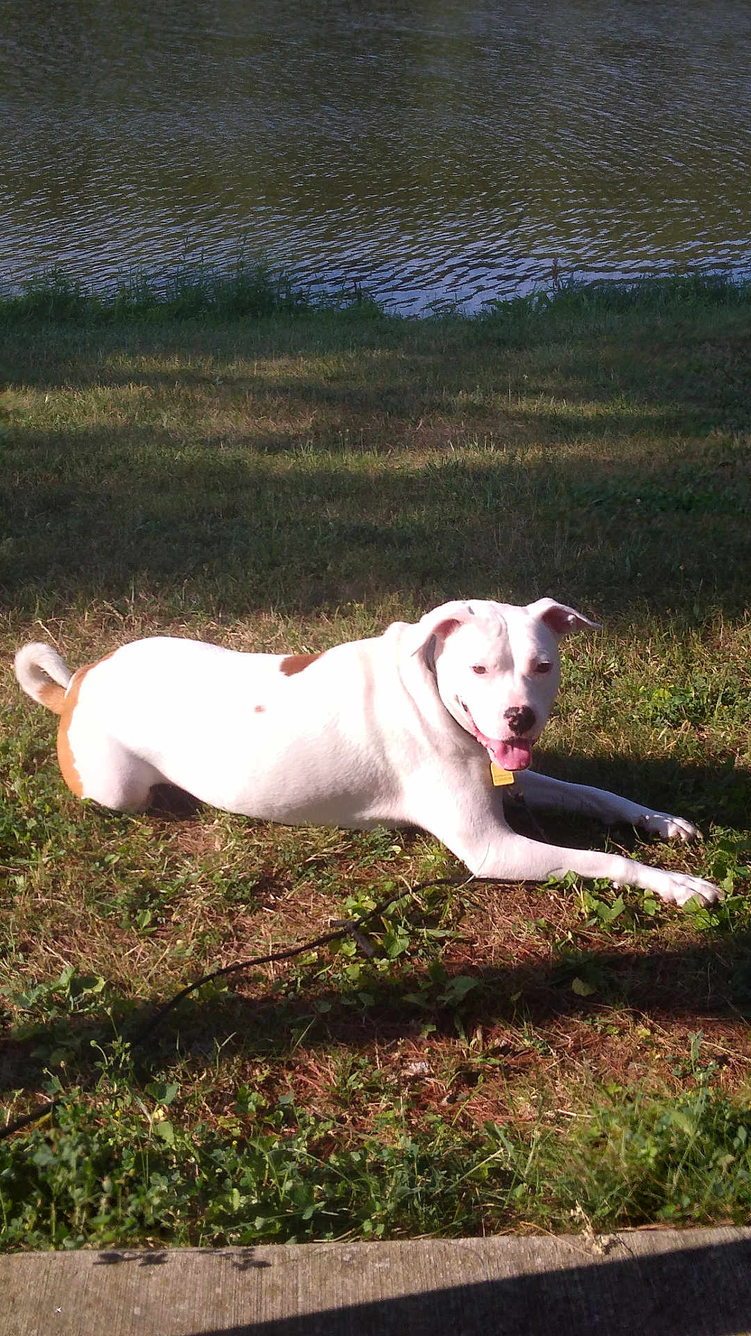 Baby Girl is registered to the contest to win money with this photo: dog, white_dog, brown_spots, grass, water, outdoor, sunlight, pet, animal, canine, tongue_out, relaxed, nature, summer, leash, collar, playful, happy, daytime, park