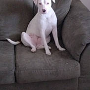 Baby Girl joined the competition — help win amazing prizes! animal, canine, couch, dog, domestic, ears, fur, furniture, home, indoor, living_room, nose, paw, pet, quiet, resting, sitting, sofa, tail, white_dog