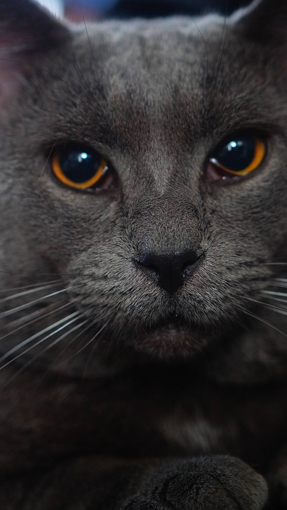 Noiro a rejoint le concours — aidez-le/la à gagner de superbes lots ! black_cat, british_shorthair, burmese, carnivore, cat, chartreux, close_up, domestic_short_haired_cat, eye, felidae, korat, mammal, nebelung, russian_blue, small_to_medium_sized_cats, snout, vertebrate, whiskers, wildlife
