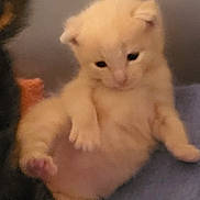 Symba a rejoint le concours — aidez-le/la à gagner de superbes lots ! abyssinian, angora, animal, baby, cat, citrusfruit, face, ferret, food, fruit, head, kitten, manx, orange, person, pet, plant, siamese, sleeping, snout