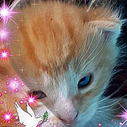Blue a rejoint le concours — aidez-le/la à gagner de superbes lots ! cat, event, felidae, fete, fireworks, holiday, kitten, new_year, new_years_day, new_years_eve, small_to_medium_sized_cats, space, whiskers