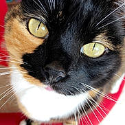 Lola participe au concours pour gagner de l'argent avec cette photo : cat, calico_cat, close_up, whiskers, green_eyes, tortoiseshell, pet, indoor, red_chair, nose, portrait, feline, paws, fur, looking_up, curious, cute, macro, closeup, attention_seeking