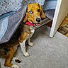 dog, beagle, pet, animal, sitting, portrait, collar, pink_collar, tongue_out, happy, smiling, blue_eyes, brown_fur, black_fur, white_fur, indoors, carpet, curtain, furniture, home