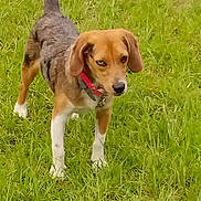Blu is registered to the contest to win money with this photo: dog, beagle, hound, pet, animal, grass, field, outdoors, greenery, standing, collar, leash, brown_fur, white_paws, floppy_ears, tail, looking_at_camera, nature, lawn, portrait
