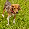 dog, beagle, hound, pet, animal, grass, field, outdoors, greenery, standing, collar, leash, brown_fur, white_paws, floppy_ears, tail, looking_at_camera, nature, lawn, portrait