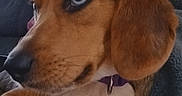 Blu is registered to the contest to win money with this photo: dog, puppy, beagle, pet, animal, portrait, close_up, brown_and_white, floppy_ears, blue_eyes, side_eye, collar, sitting, lying_down, blanket, indoors, couch, cute, fur, photography