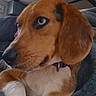 dog, puppy, beagle, pet, animal, portrait, close_up, brown_and_white, floppy_ears, blue_eyes, side_eye, collar, sitting, lying_down, blanket, indoors, couch, cute, fur, photography
