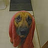 Hoss joined the competition — help win amazing prizes! dog, hound, canine, pet, bathroom, towel, red_towel, sitting, portrait, face, eyes, long_ears, black_muzzle, brown_fur, indoor, tile_floor, door, bath_mat, hearts, cute