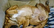 Hoss joined the competition — help win amazing prizes! dog, sleeping, lying_down, belly_up, paws, brown_dog, pet, couch, blanket, indoor, home, relaxed, nap, floppy, funny_pose, blue_blanket, furniture, animal, photograph, smartphone_screenshot