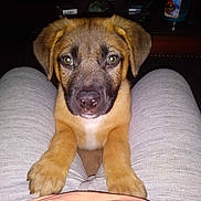 Hoss joined the competition — help win amazing prizes! puppy, dog, pet, animal, portrait, close_up, brown_fur, floppy_ears, green_eyes, black_muzzle, white_chest, paws, sitting, indoors, person, legs, clothing, flash_photography, furniture, cute