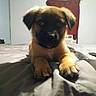 Hoss is registered to the contest to win money with this photo: puppy, dog, pet, canine, black_mask, brown_fur, floppy_ears, paws, sitting, bed, blanket, bedroom, indoors, portrait, centered, adorable, young_dog, short_fur, home, cozy