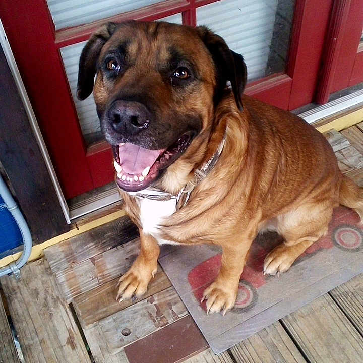 Hoss joined the competition — help win amazing prizes! dog, brown_dog, sitting, happy, smiling, tongue_out, pet, portrait, outdoor, porch, deck, door, red_door, doormat, wooden_floor, collar, paws, short_hair, friendly, animal