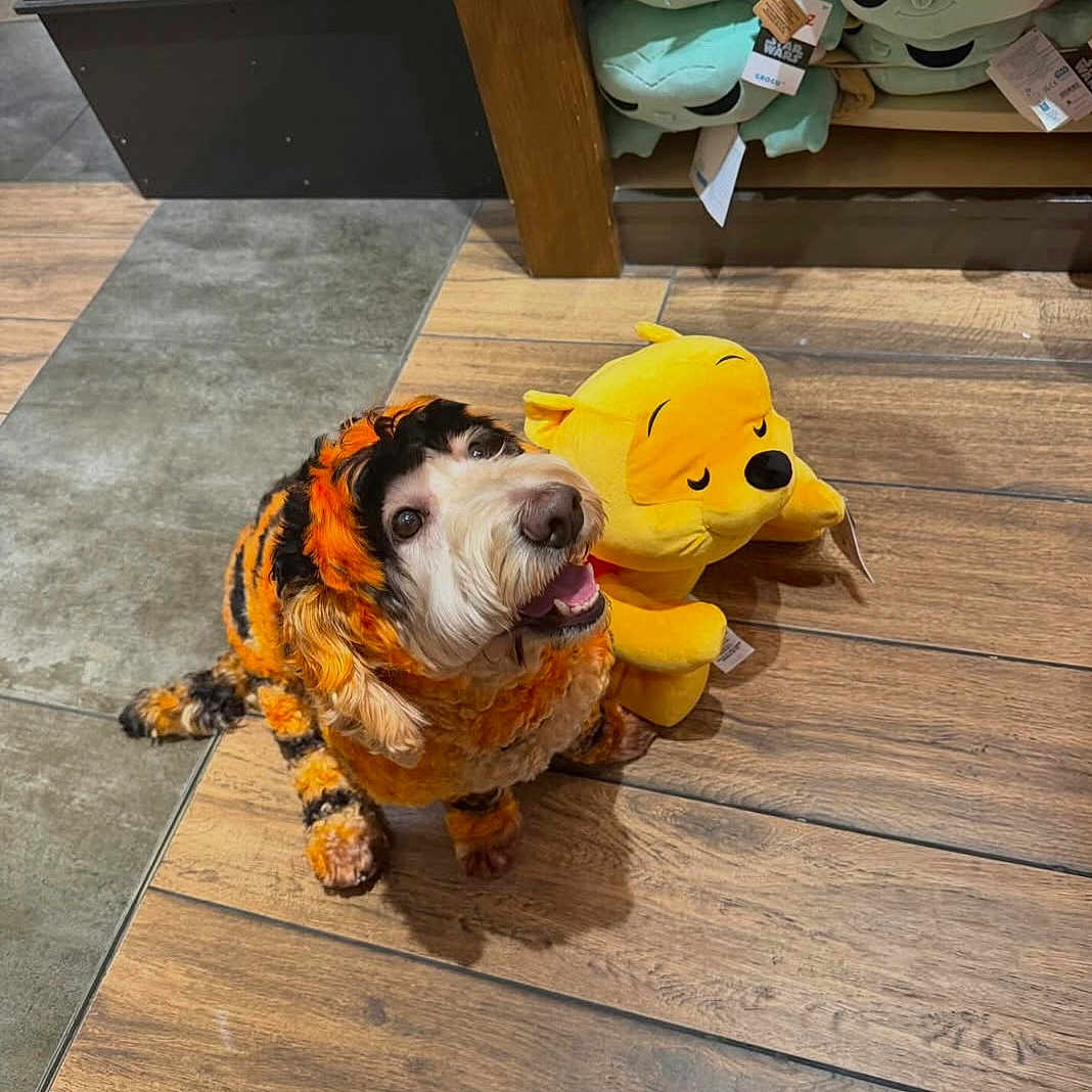 Denver Thee Doodle joined the competition — help win amazing prizes! animal, black, brick_wall, costume, cute, dog, floor_tile, happy, indoor, orange, pet, pet_clothing, plush_toy, shelf, smiling, store, toy, winnie_the_pooh, wooden_floor, yellow