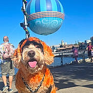 Denver Thee Doodle is registered to the contest to win money with this photo: dog, orange, black, fur, tongue, sidewalk, waterfront, people, hot_air_balloon, blue_sky, sunny, outdoor, leash, happy, pet, walking, casual, daytime, colorful, playful