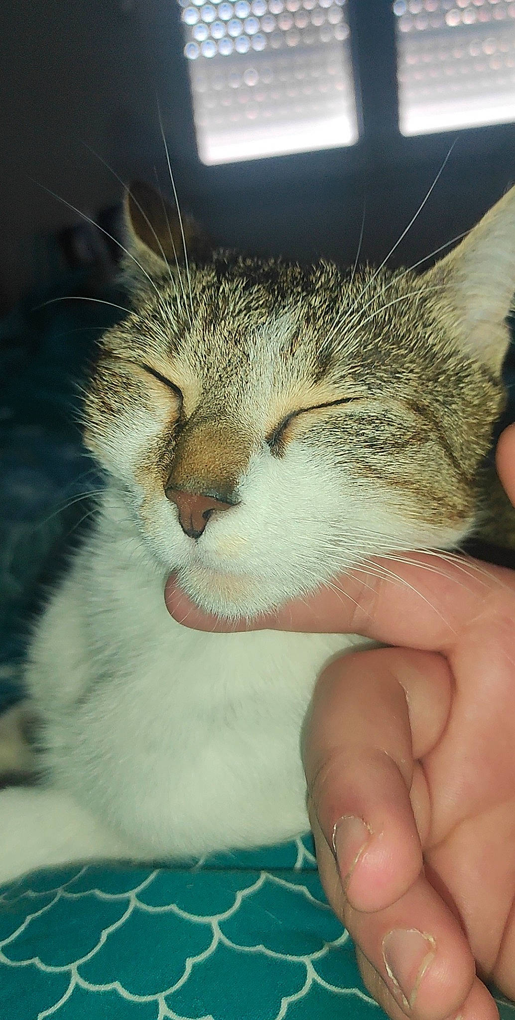 Chocapic participe au concours pour gagner de l'argent avec cette photo : carnivore, cat, close_up, comfort, domestic_short_haired_cat, ear, eye, eyelash, felidae, finger, fur, hair, head, nail, paw, small_to_medium_sized_cats, snout, tail, thumb, whiskers