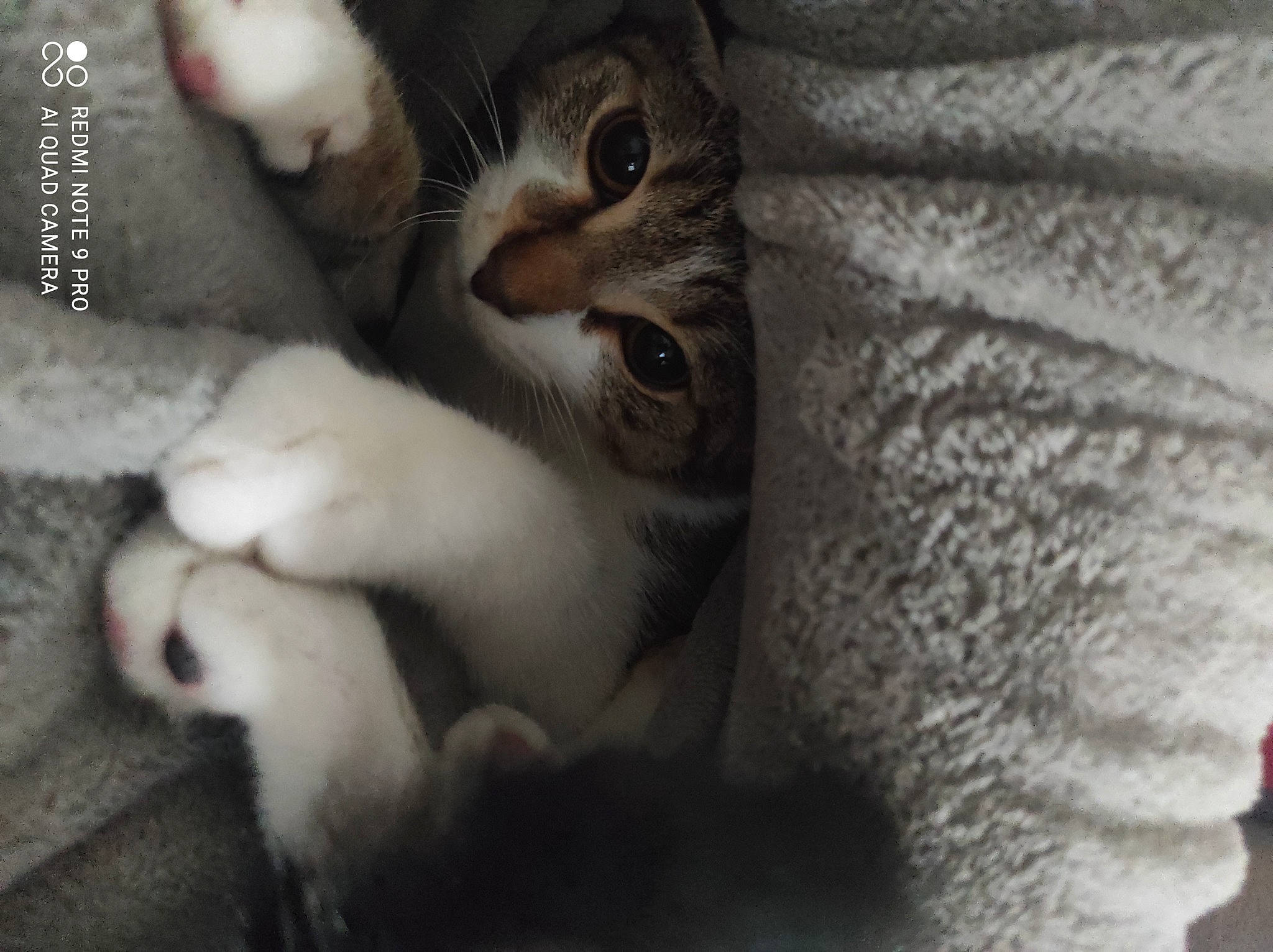 Chocapic participe au concours pour gagner de l'argent avec cette photo : carnivore, cat, claw, comfort, domestic_short_haired_cat, fawn, felidae, fur, monochrome_photography, nail, nose, paw, photo_caption, small_to_medium_sized_cats, snout, tail, terrestrial_animal, whiskers