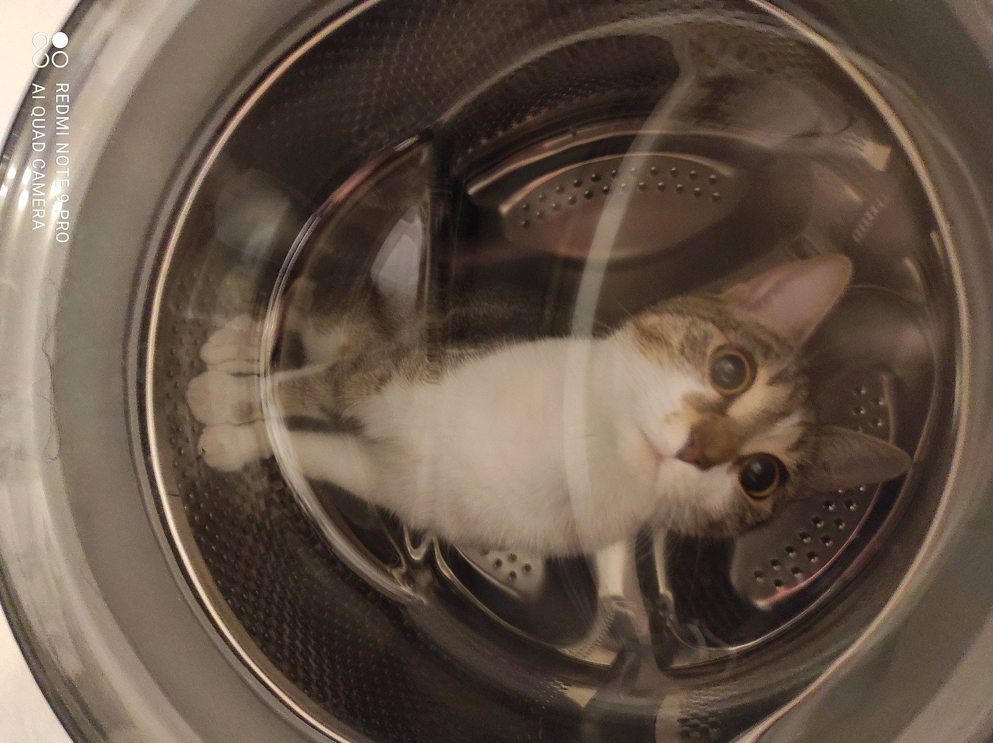 Chocapic a rejoint le concours — aidez-le/la à gagner de superbes lots ! alloy_wheel, auto_part, automotive_design, automotive_lighting, automotive_tire, automotive_wheel_system, carnivore, cat, circle, clothes_dryer, felidae, fender, gas, home_appliance, motor_vehicle, rim, small_to_medium_sized_cats, spoke, washing_machine, whiskers