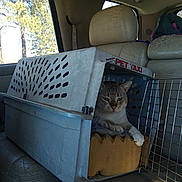 Meow is registered to the contest to win money with this photo: alloywheel, animal, baby, box, car, carwheel, cat, cushion, den, homedecor, indoors, kitten, machine, person, pet, spoke, tire, transportation, vehicle, wheel