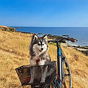 Birdy a rejoint le concours — aidez-le/la à gagner de superbes lots ! dog, husky, fluffy, pet, bicycle, basket, coast, seaside, ocean, beach, rocky_shore, grass, landscape, outdoors, summer, blue_sky, clouds, cycling, adventure, portrait