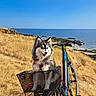 dog, husky, fluffy, pet, bicycle, basket, coast, seaside, ocean, beach, rocky_shore, grass, landscape, outdoors, summer, blue_sky, clouds, cycling, adventure, portrait