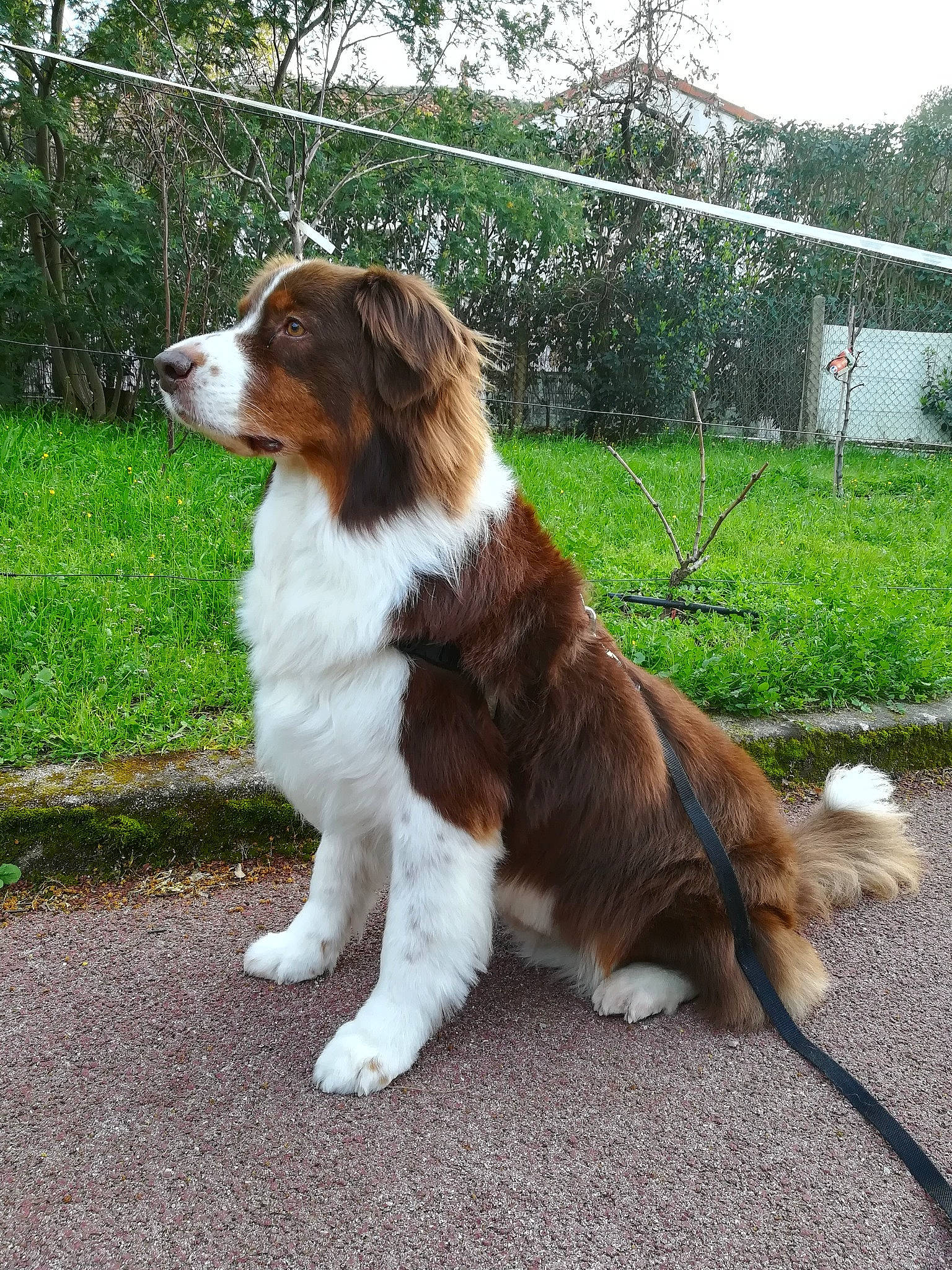 Harper participe au concours pour gagner de l'argent avec cette photo : ancient_dog_breeds, carnivore, collar, companion_dog, dog, dog_breed, fence, fur, grass, herding_dog, king_charles_spaniel, leash, liver, plant, road_surface, sporting_group, tail, terrestrial_animal, tree, working_dog