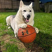 Hercules joined the competition — help win amazing prizes! active, animal, basketball, canine, dog, fence, grass, happy, mammal, night, outdoor, paw, pet, playful, recreation, smiling, sports_equipment, tree, white_dog, yard